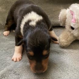 Carla - Black white and tan female Collie puppy in Yulee, Florida from Three Collie Farm
