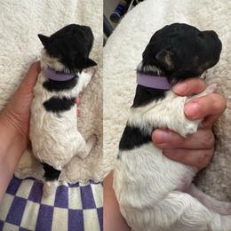 Girl 5 - Tri-color female Bernedoodle puppy in Lakeland, Florida from Doodles & Danes