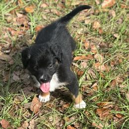 Green - Black tri male Miniature Australian Shepherd puppy in Bartow, Florida from Peace Creek Aussies