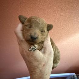 Kendall - Red  female Poodle puppy in Tallahassee, Florida from Bows and Bow Ties