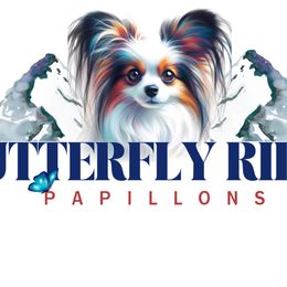 Papillons from Butterfly Ridge
