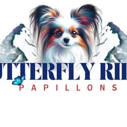 Papillons from Butterfly Ridge