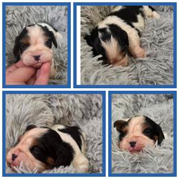 McDreamy - Tri-color male Cavalier King Charles Spaniel puppy in Sparta, Georgia from Southern Edge Kennel