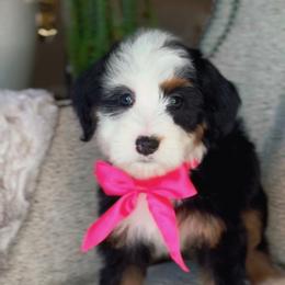 Rose - Tri-color female Bernedoodle puppy in West Jordan, Utah from Doodles Friend