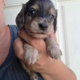 Tuesday - Dapple male Dachshund puppy in El Paso, Texas from Mells Weenies