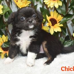 Chicken - Black and tan male Chihuahua puppy in Demorest, Georgia from Sourpatch Chihuahuas