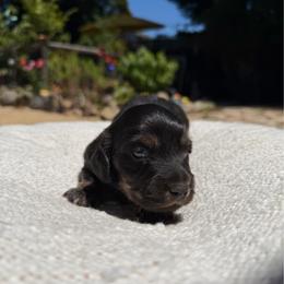 Chunk - Black and tan male Dachshund puppy in Santa Rosa, California from Signature Mini Dachshunds