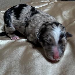 Kieran - Blue merle male Australian Shepherd puppy in Butler, Georgia from Aussies at Howling Hill Farm