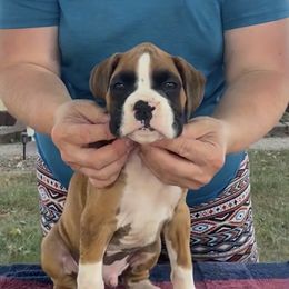 Show potential - Fawn male Boxer puppy in Wellsville, Missouri from Casino Boxers