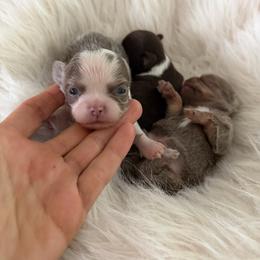 Lionell - Silver and white male Chihuahua puppy in Miami, Florida from Natalias Tiny Puppies