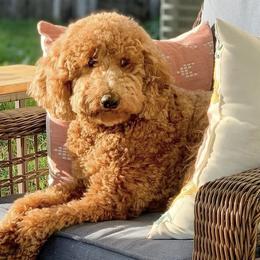 Aussiedoodles, Bernedoodles, Goldendoodles, and Poodles from K Brand Doodles