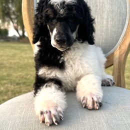 Poodle Puppies from Solara Kennels