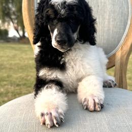 Poodle Puppies from Solara Kennels
