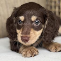 Athos - Chocolate and tan male Dachshund puppy in Bentonville, Arkansas from Boujee Buns Dachshunds