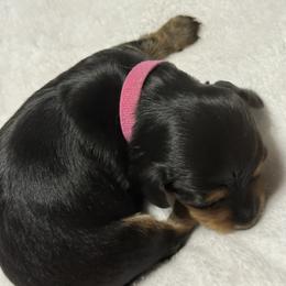 Taylor - Black and tan female Dachshund puppy in Milo, Missouri from Gillian’s Darling’ Doxies