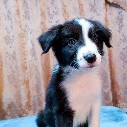 Olinsky - Black male Border Collie puppy in Raccoon, Kentucky from Skyline Border Collies