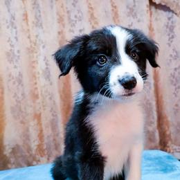 Olinsky - Black male Border Collie puppy in Raccoon, Kentucky from Skyline Border Collies