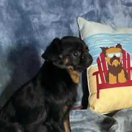 Pearly - Brussels Griffon