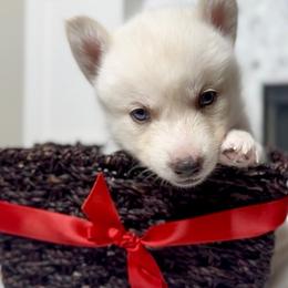 Siberian Husky Puppies from Snowy Siberians