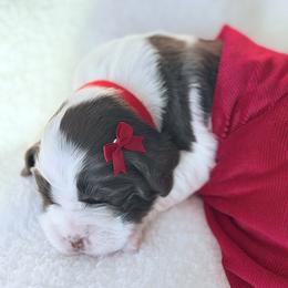 Red Collar - Liver and white female English Springer Spaniel puppy in Tea, South Dakota from Mindy Haliburton