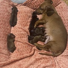 Dachshund puppies from Sausagedog-NYC