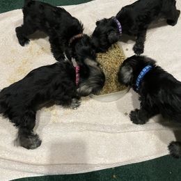 Miniature Schnauzer Puppies from Mini Schnauzers for Life