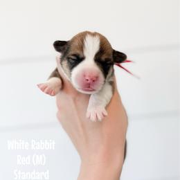 White Rabbit - Red - Red male Pembroke Welsh Corgi puppy in Milan, Georgia from Williams’ Welsh Corgis LLC