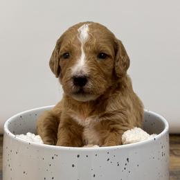 Toboggan - Apricot male Goldendoodle puppy in Kenansville, North Carolina from J+A Family Doodles