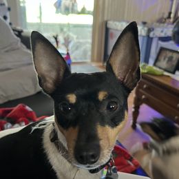 Herman - Toy Fox Terrier