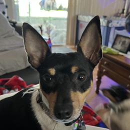 Herman - Toy Fox Terrier