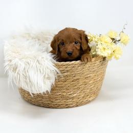 BOOM - Red  male Goldendoodle puppy in Davison, Michigan from Dreaming Doodles