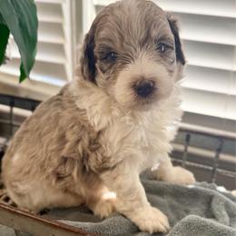 Cappuccino - Chocolate merle male Bernedoodle puppy in Rome, Georgia from Victoria’s Designer Doodles