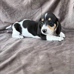Ringo - Piebald male Dachshund puppy in Elfrida, Arizona from Brooke Suarez