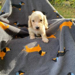 Popcorn - Cream male Dachshund puppy in Wolf Lake, Indiana from Canisteo Dachshunds