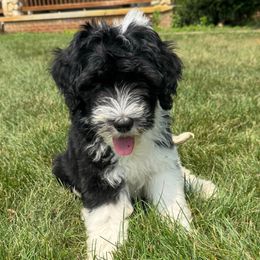 Dolly - Black and white female Sheepadoodle puppy in Howell, Michigan from Animal Crackers