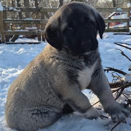 Sonny - Gray fawn male Anatolian Shepherd Dog puppy in Jackson, New Jersey from Homestead Heaney