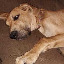 Great Dane Puppies from De Leon Danes