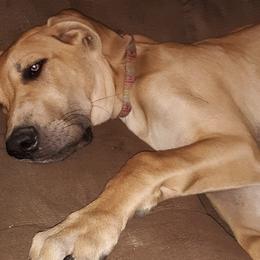 Great Dane Puppies from De Leon Danes