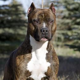 Bizzy - American Pit Bull Terrier