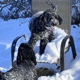 Australian Cobberdog All Grown Up from MountainAyres Australian Cobberdogs