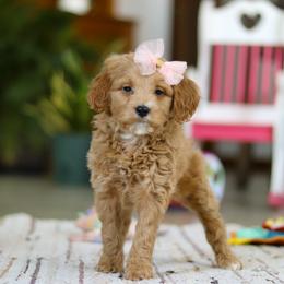 Phoebe - Apricot female Goldendoodle puppy in Applecreek, Ohio from Pleasant Acre Farms