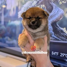 SOLA - Sesame female Shiba Inu puppy in Minnesota from BonsaiShibas