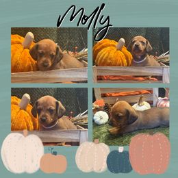 Molly - Red female Dachshund puppy in Sulphur Springs, Texas from Waggin Beach Paradise Doxies