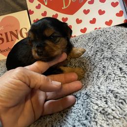 Ally - Black and tan female Yorkshire Terrier puppy in Taylorsville, North Carolina from Mountain Top Hot Tailz