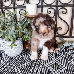 Pluto - Brown merle male Aussiedoodle puppy in Beaver, Utah from Rocky Ridge Ranch
