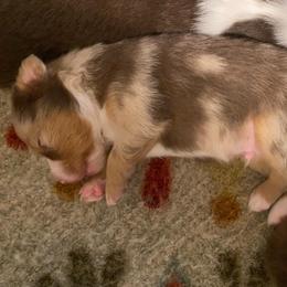 Reef - Red merle male Miniature Australian Shepherd puppy in California, Kentucky from Sonlight Ridge Aussies