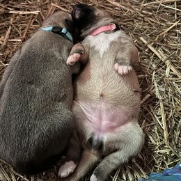 Irish Wolfhound puppies from Castle Keep Hounds, LLC