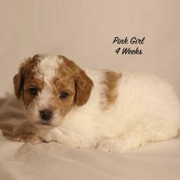 Patches' Pink Girl - Parti female Goldendoodle puppy in Coppell, Texas from Bethel Stream Goldendoodles