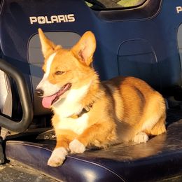 Shelby - Pembroke Welsh Corgi