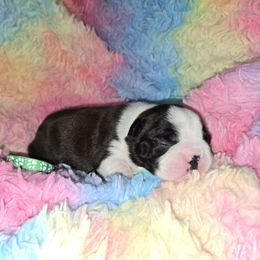 Green Boy - Black brindle and white male Boston Terrier puppy in Victoria, Texas from Quinney’s Boxers and Boston Terriers